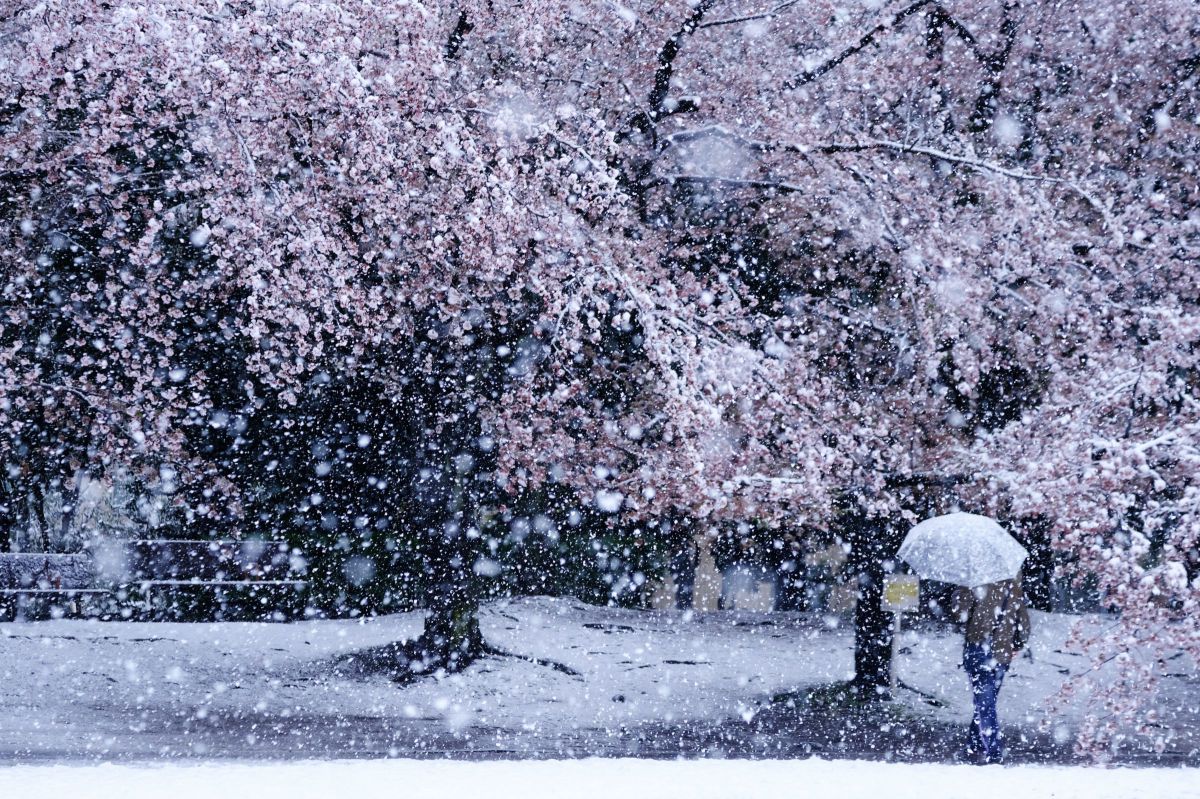 雪桜 | GANREF