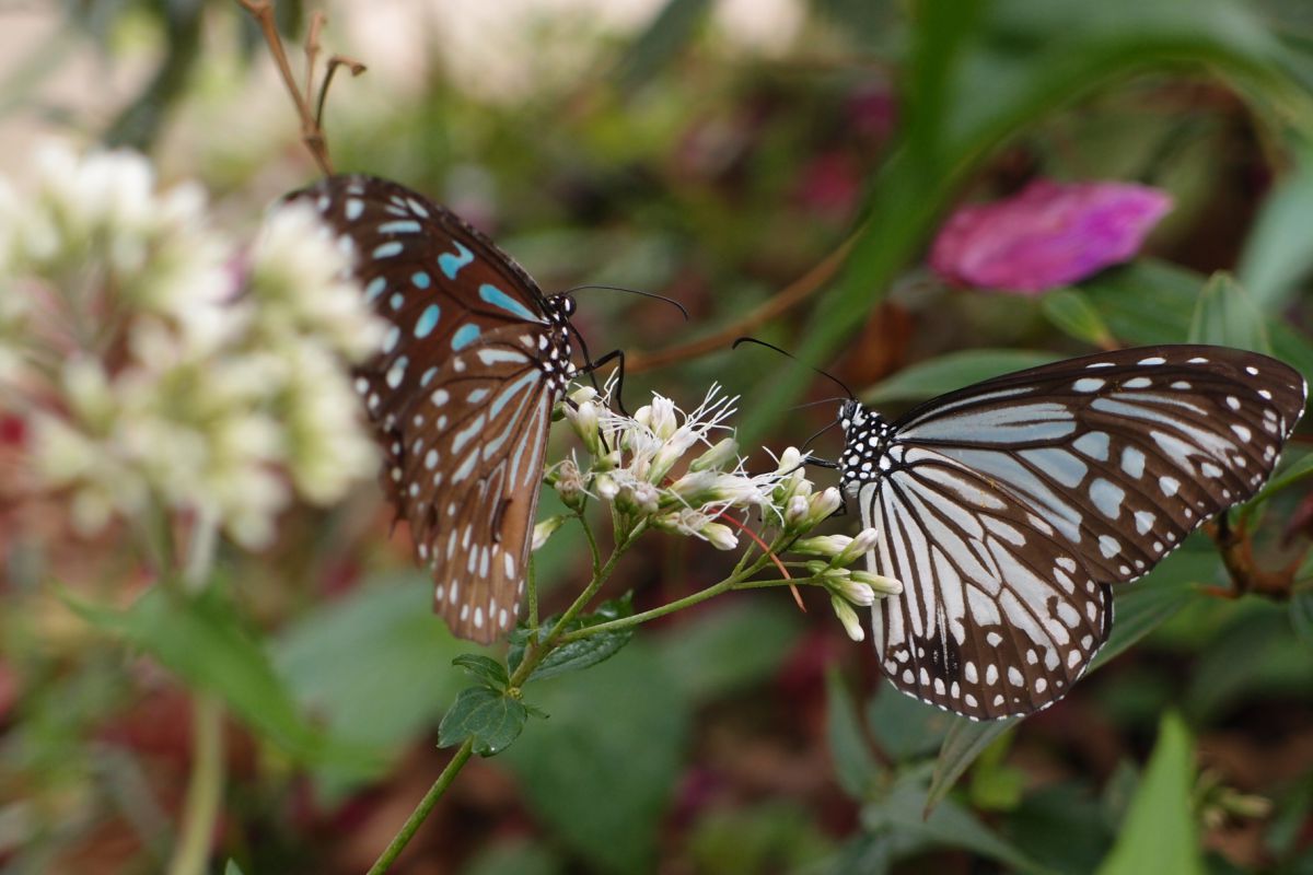 仲良し蝶々 動物 虫 昆虫 Ganref