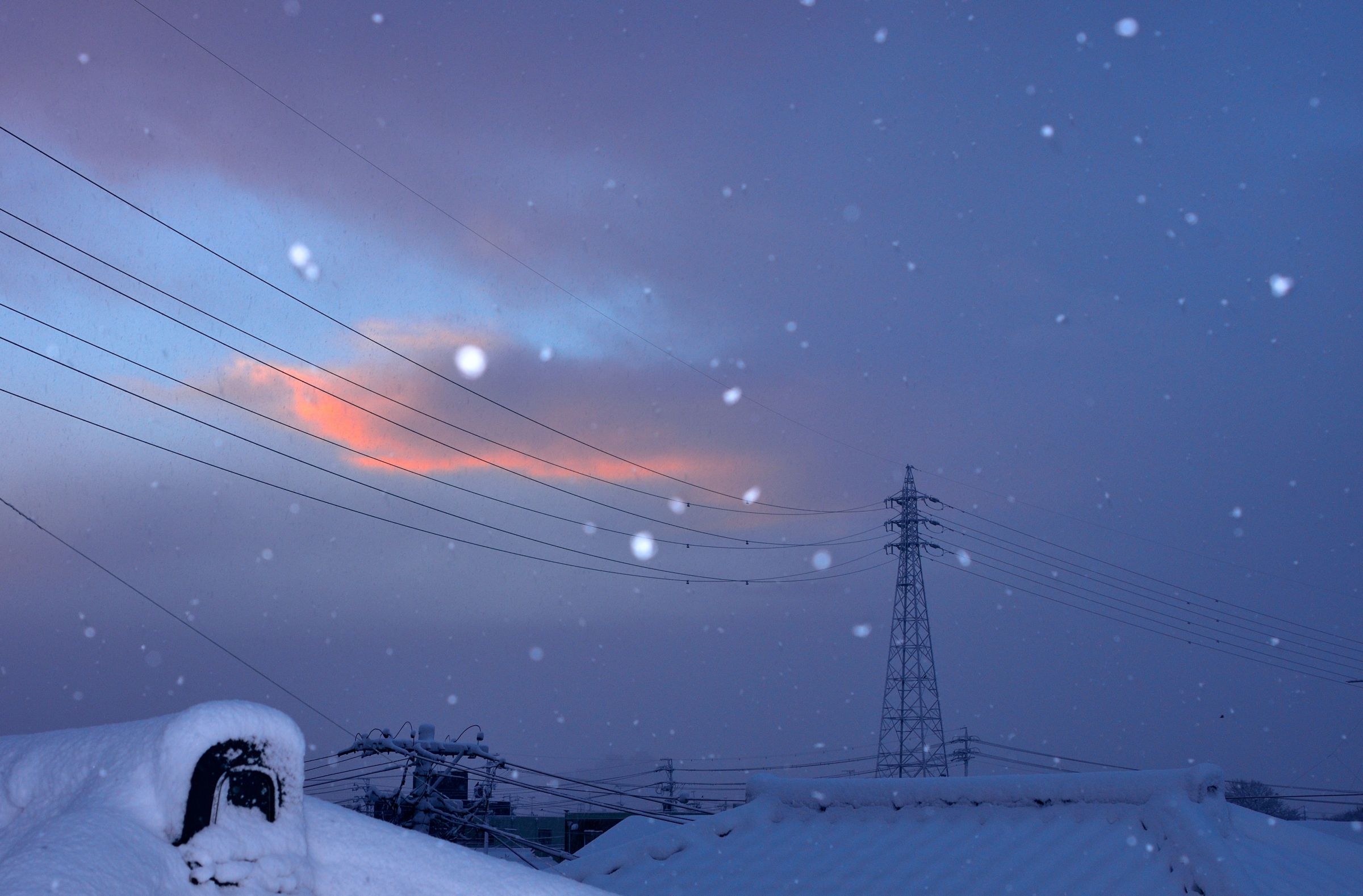 雪の降る朝の赤 雪の恵みでまろやかに 「かんずり」用トウガラシの雪さらし始まる 妙高 絵画