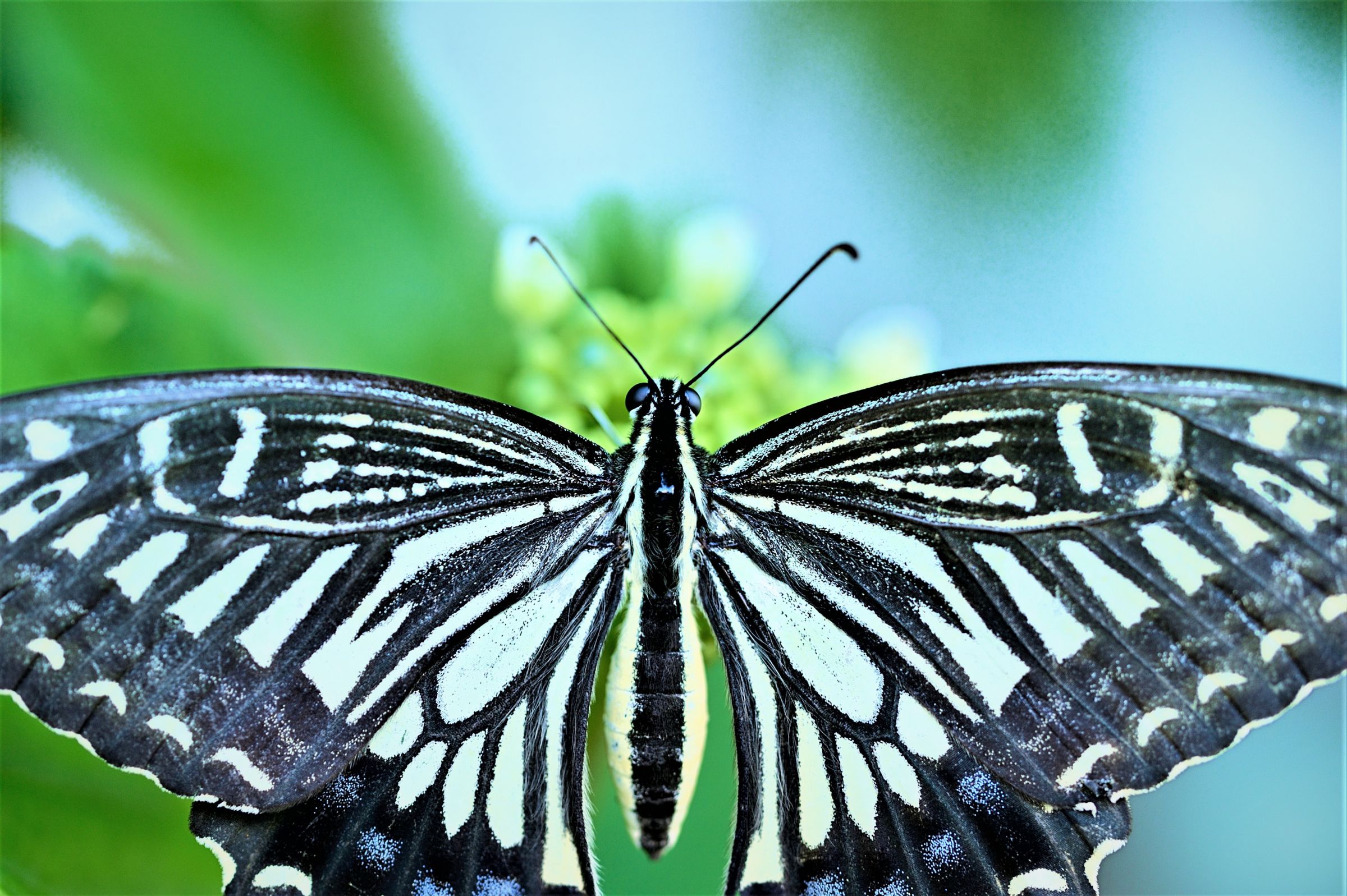 コボリサヤカさん 紫陽花ねずみ 紫陽花に癒されて | NekosatoLog