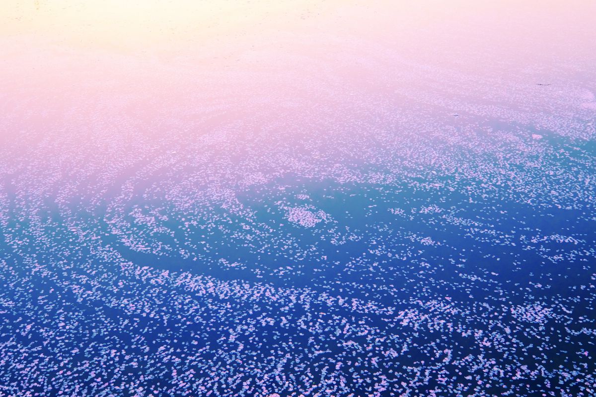 XC16-50mmF3.5-5.6 OISで撮影された写真 | 写真検索 | GANREF