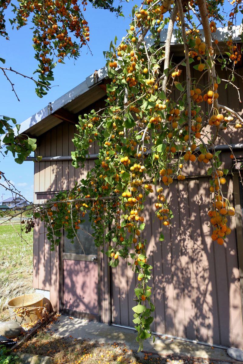 たわわに 植物 実 果実 Ganref