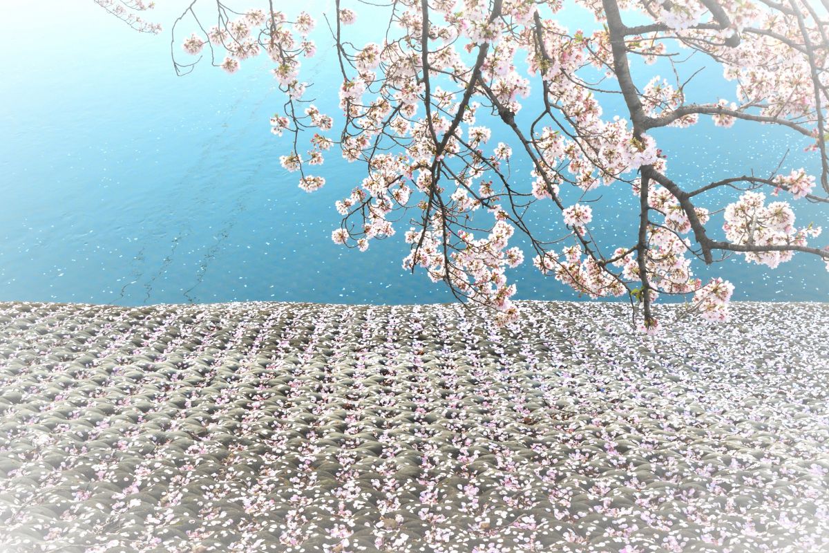 AF-S DX NIKKOR 16-80mm f/2.8-4E ED VRで撮影された写真 | 写真検索