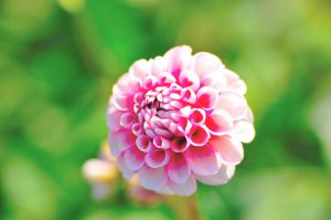 秋の夕暮れ 秋の夕暮れ | GANREF