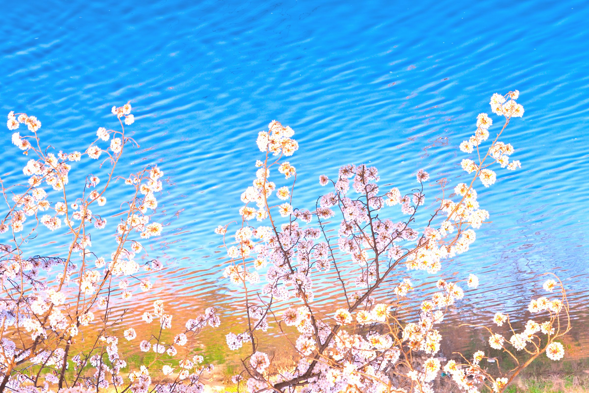 おまとめ二点　大自然　風と桜 おまとめ二点 大自然 風と桜