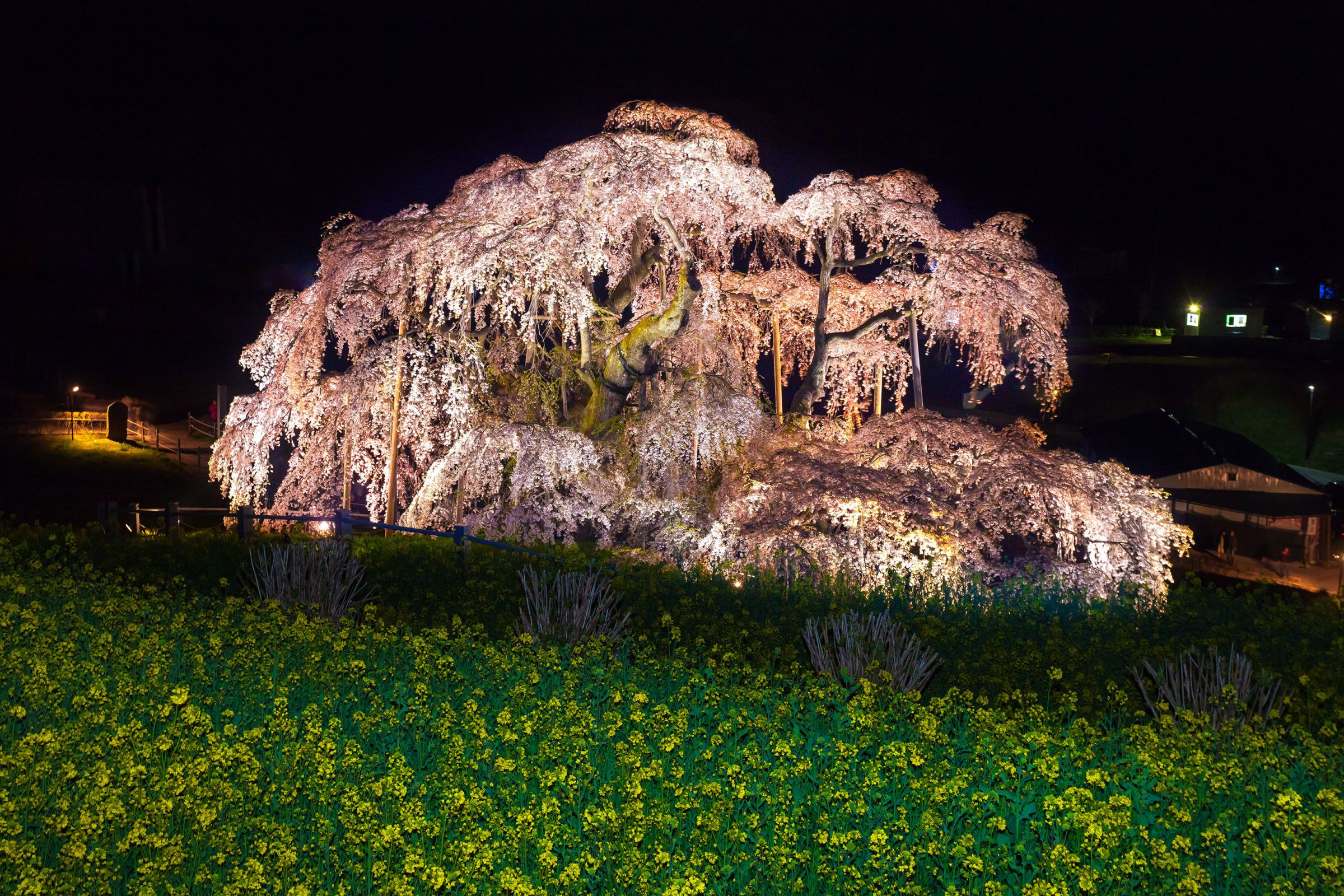 闇夜に浮かぶ桜の島 | GANREF