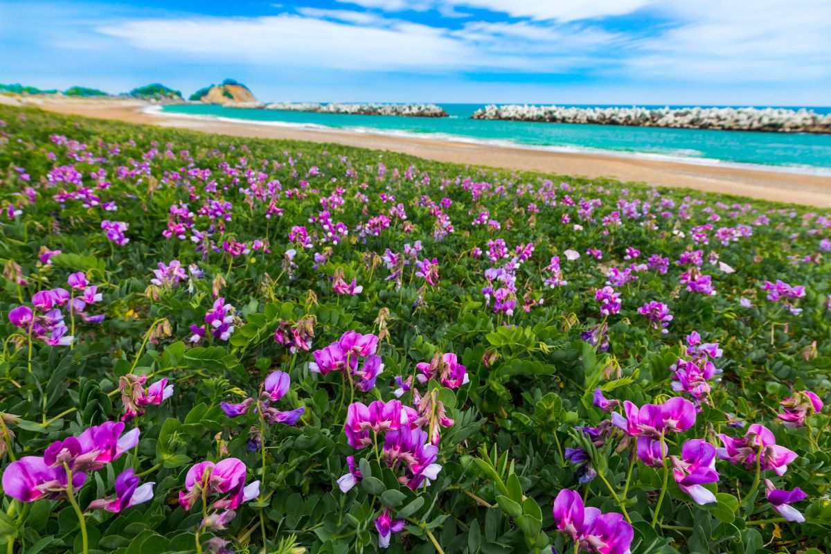 初夏の浜辺に咲き揃う 自然 風景 海 Ganref