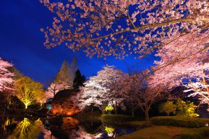 夜桜と三日月 | GANREF