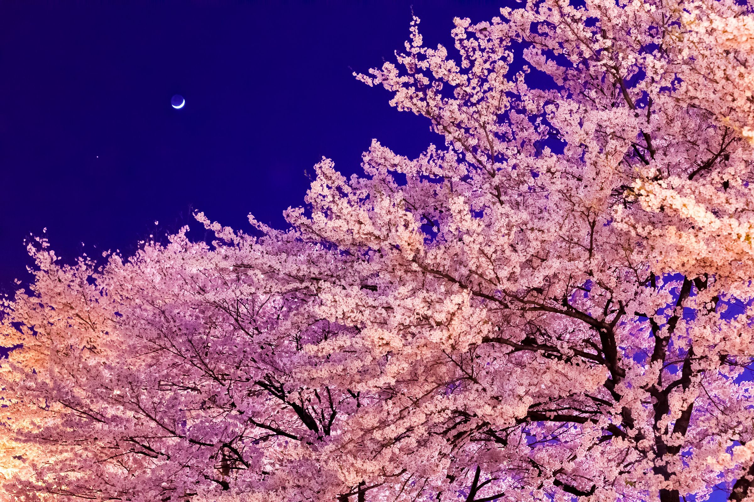 夜桜と三日月 | GANREF