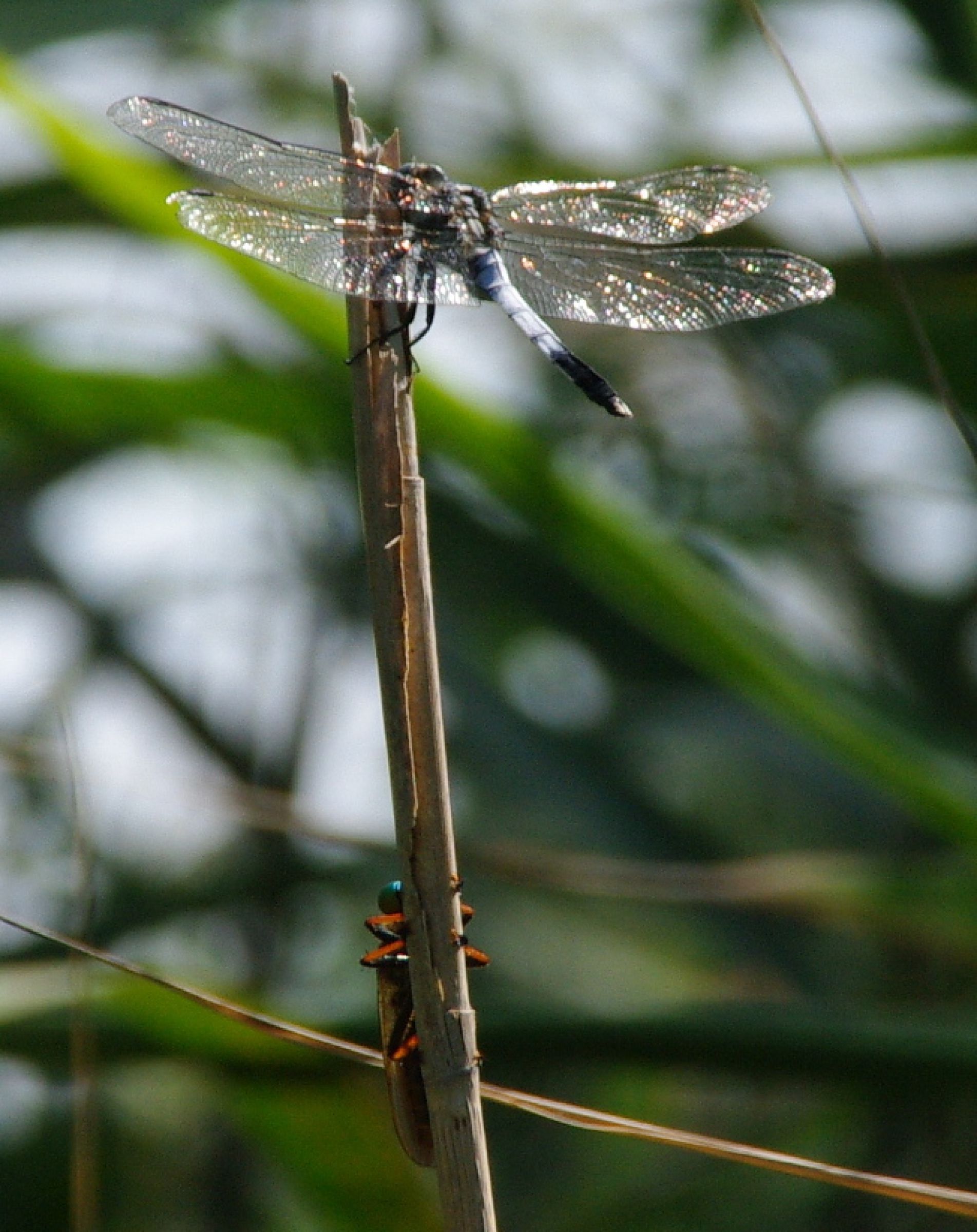トンボ ヤクジョ ヤクシマトゲオトンボの棘 - 宮崎の季節がほらね！