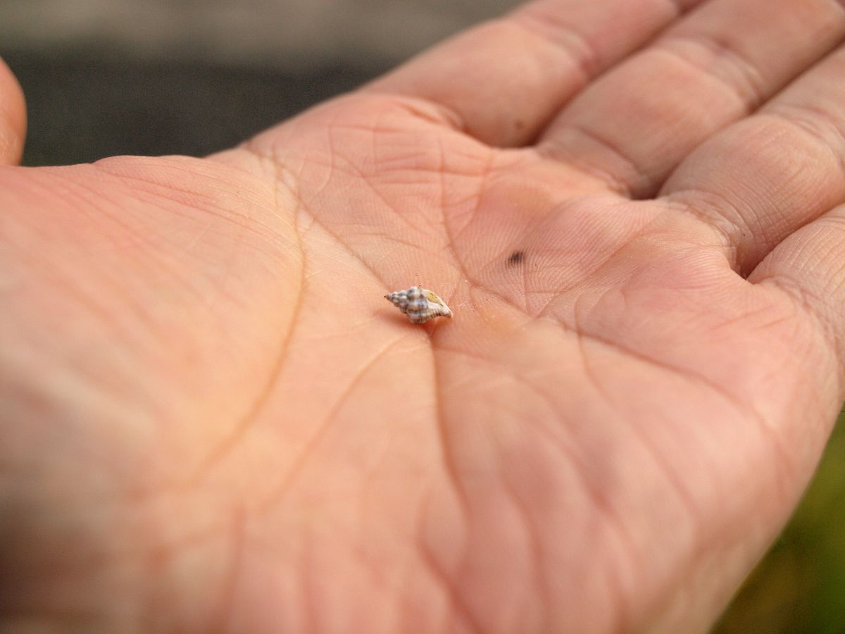 淡い思い出 自然 風景 その他 Ganref