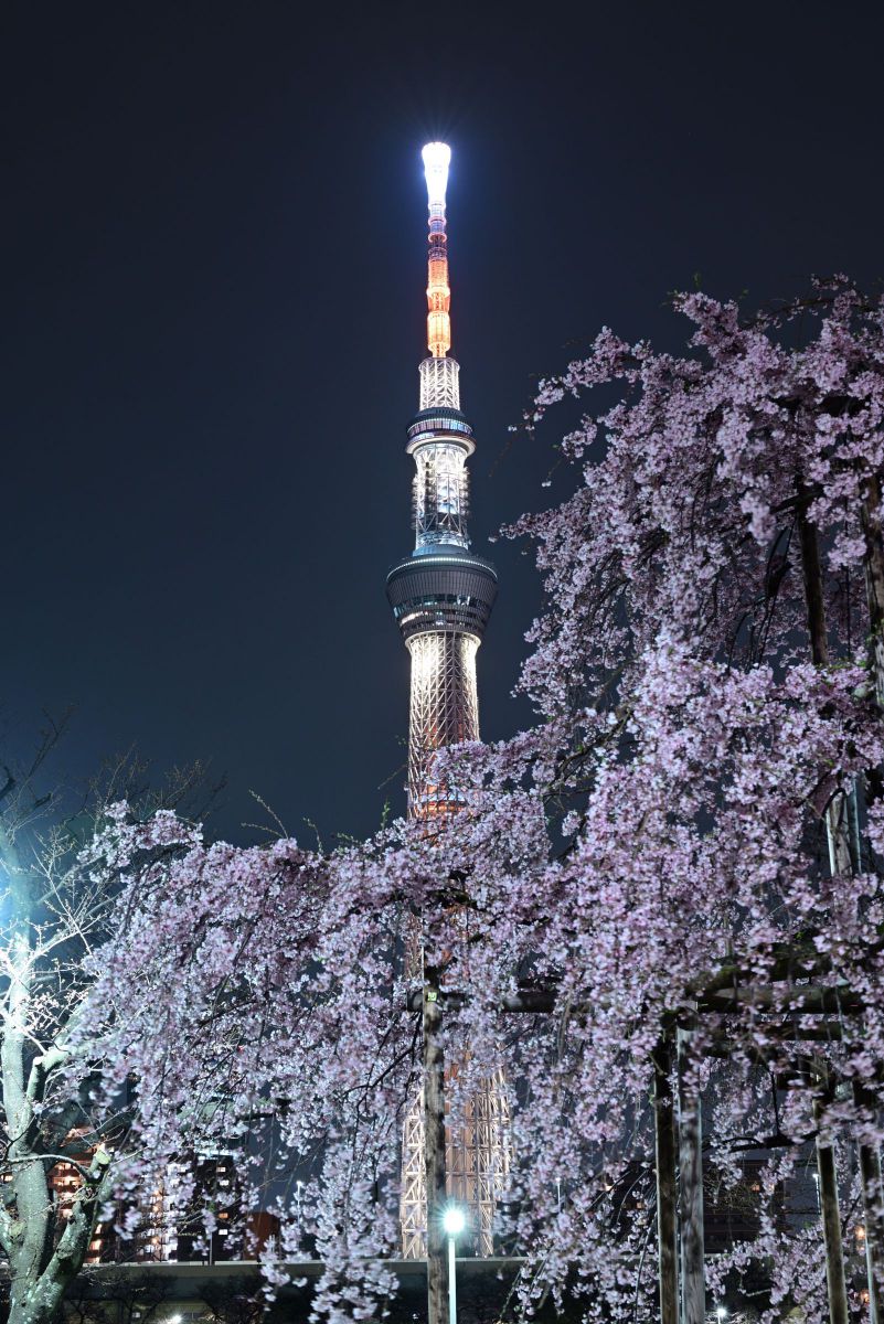 夜桜 | GANREF