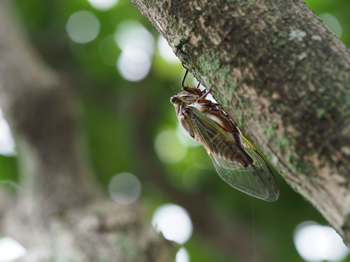 M.ZUIKO DIGITAL ED 60mm F2.8 Macroで撮影された写真 | 写真検索 | GANREF