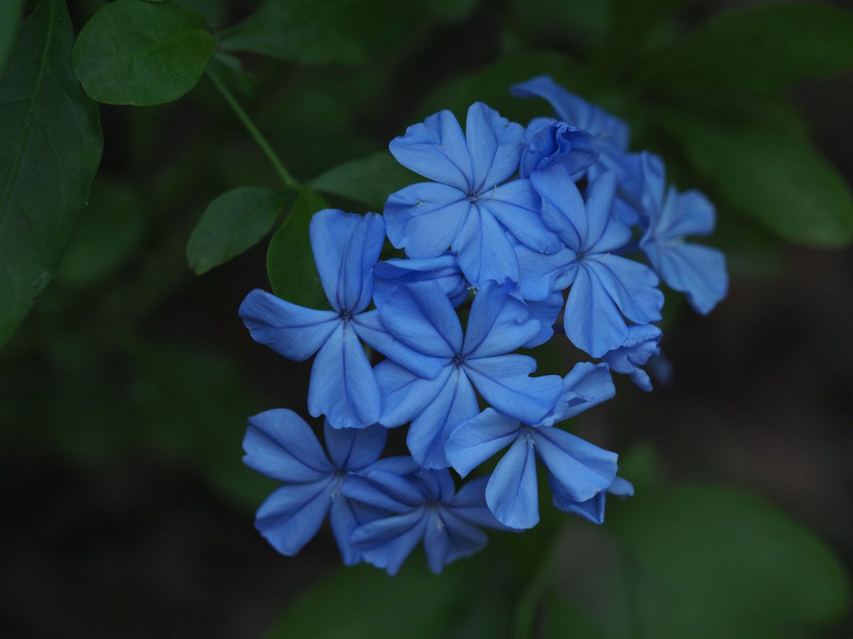 M.ZUIKO DIGITAL ED 60mm F2.8 Macroで撮影された写真 | 写真検索 | GANREF