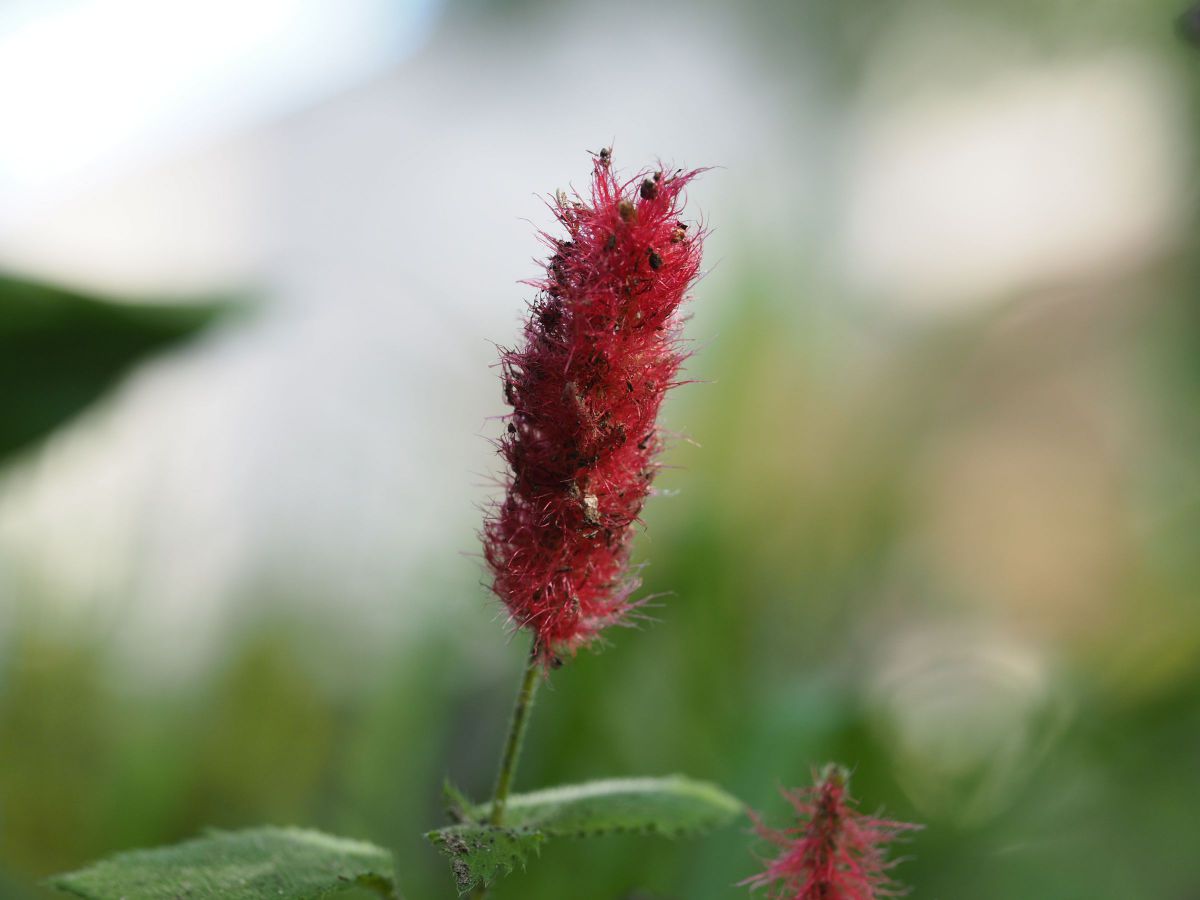 M.ZUIKO DIGITAL ED 60mm F2.8 Macroで撮影された写真 | 写真検索 | GANREF