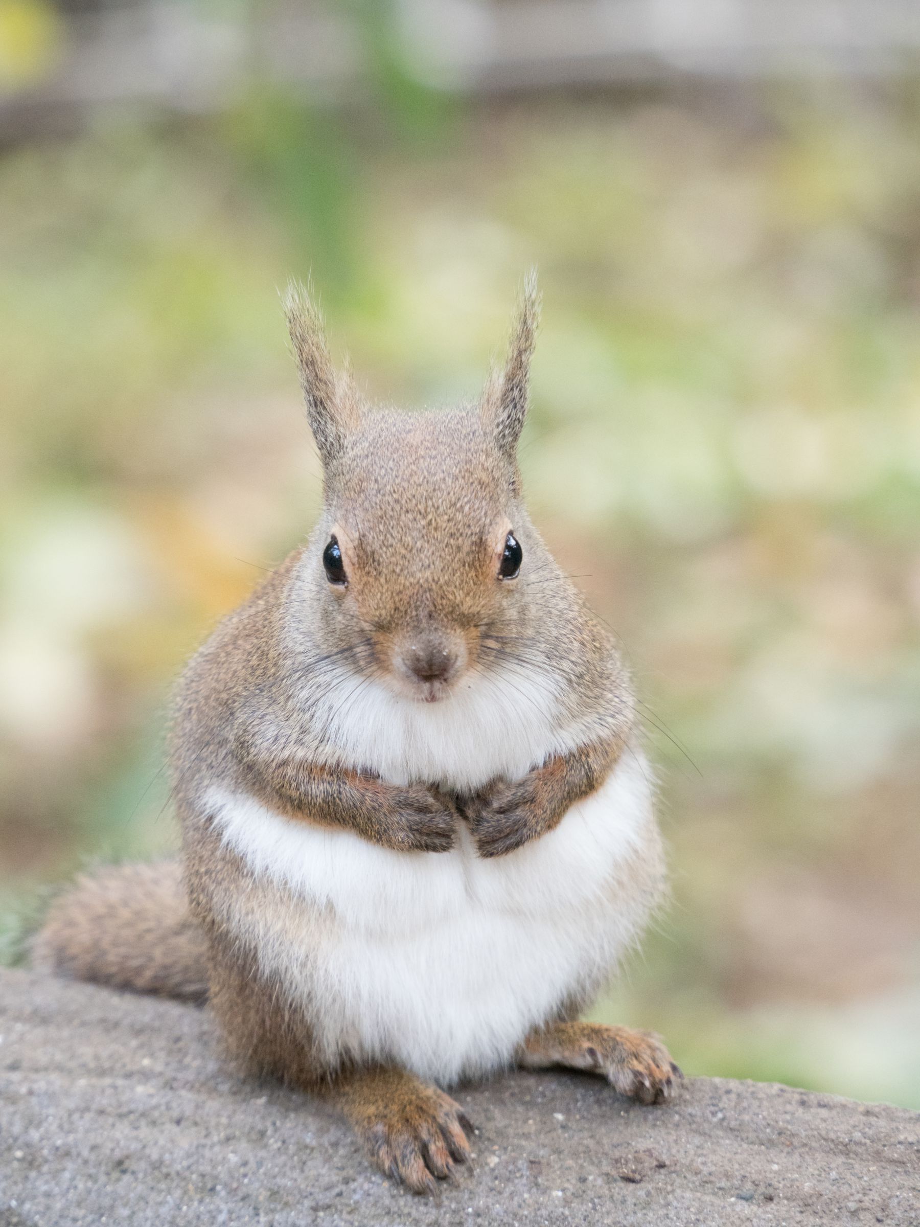 * vintage squirrel ♡ 木の実あつめの ベージュ色 リスさん vintage ornament ❀ 木の実を持った リスさん