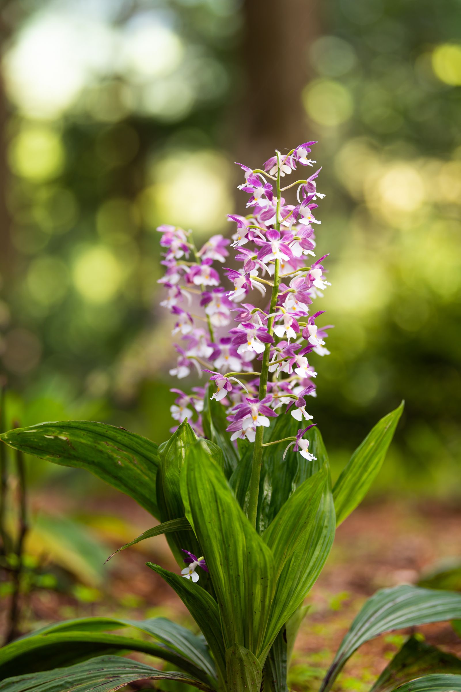 エビネラン 来年開花予定・キエビネ6株 エビネ 海老根 えびね 黄えびね