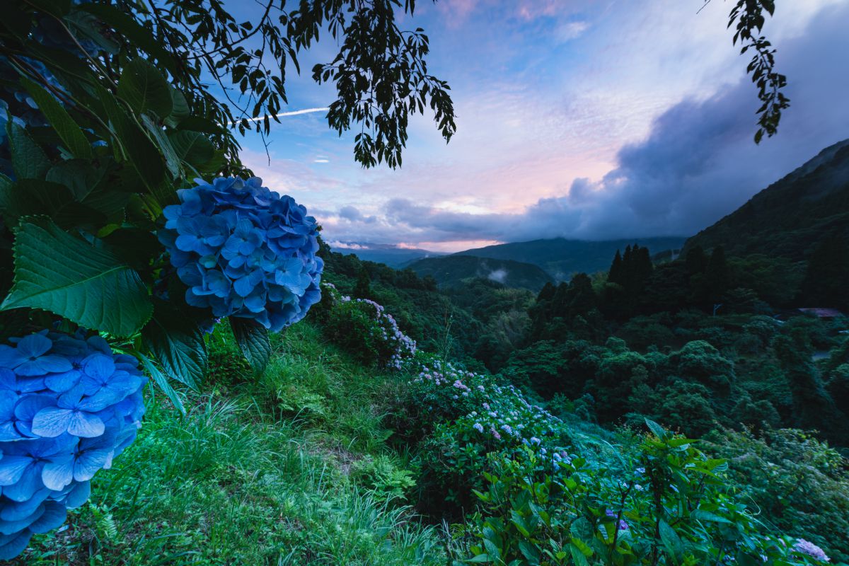 雨上がりの紫陽花山 自然 風景 山 Ganref