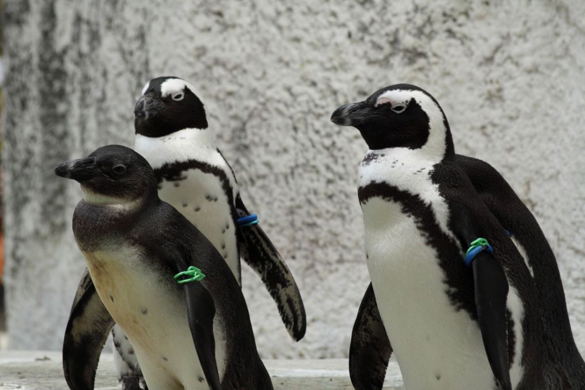 上野動物園のペンギン 動物 鳥類 Ganref