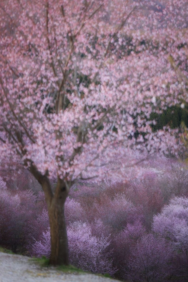 桜峠 植物 桜 Ganref 桜峠 植物 桜 Ganref
