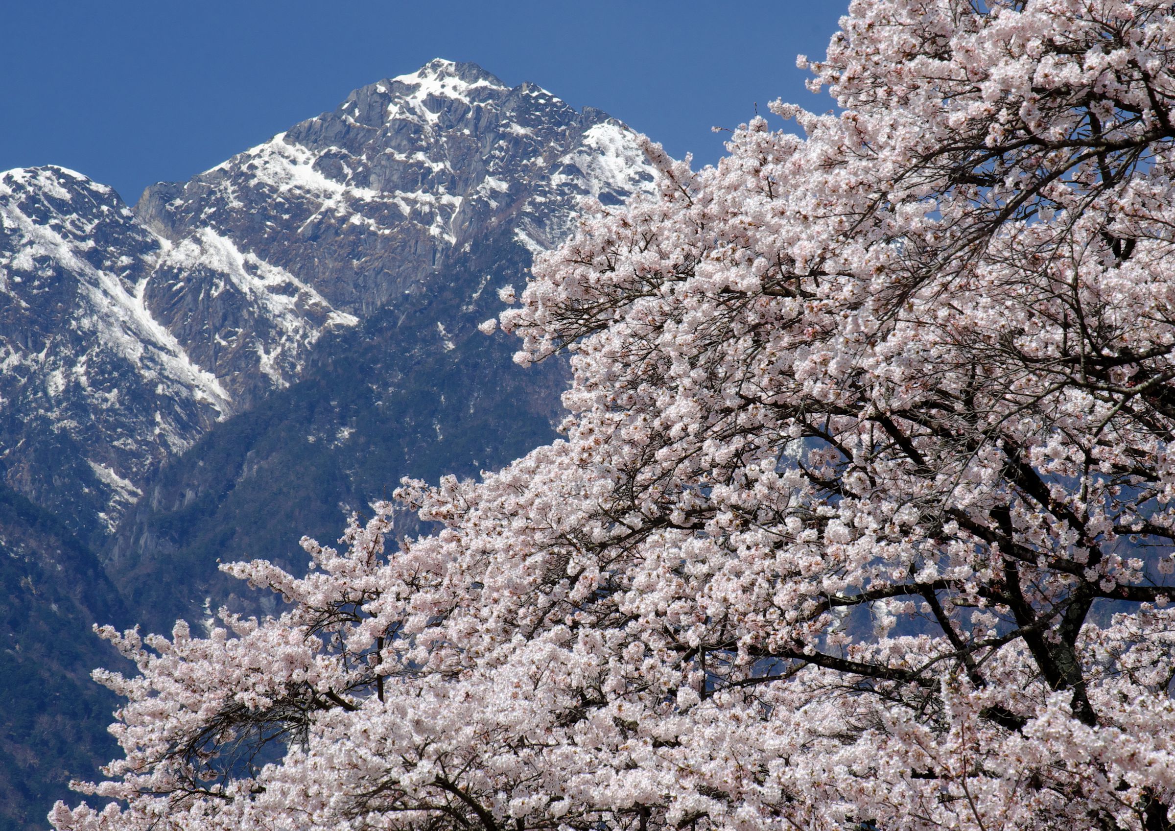 眞原桜並木と甲斐駒ケ岳 | GANREF