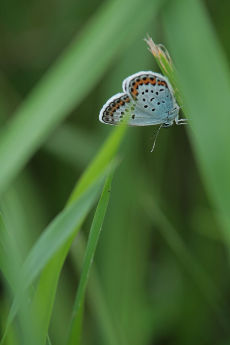 水色の羽根のちょうちょ 動物 虫 昆虫 Ganref