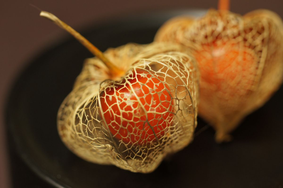 ほおずき 鬼灯 植物 実 果実 Ganref