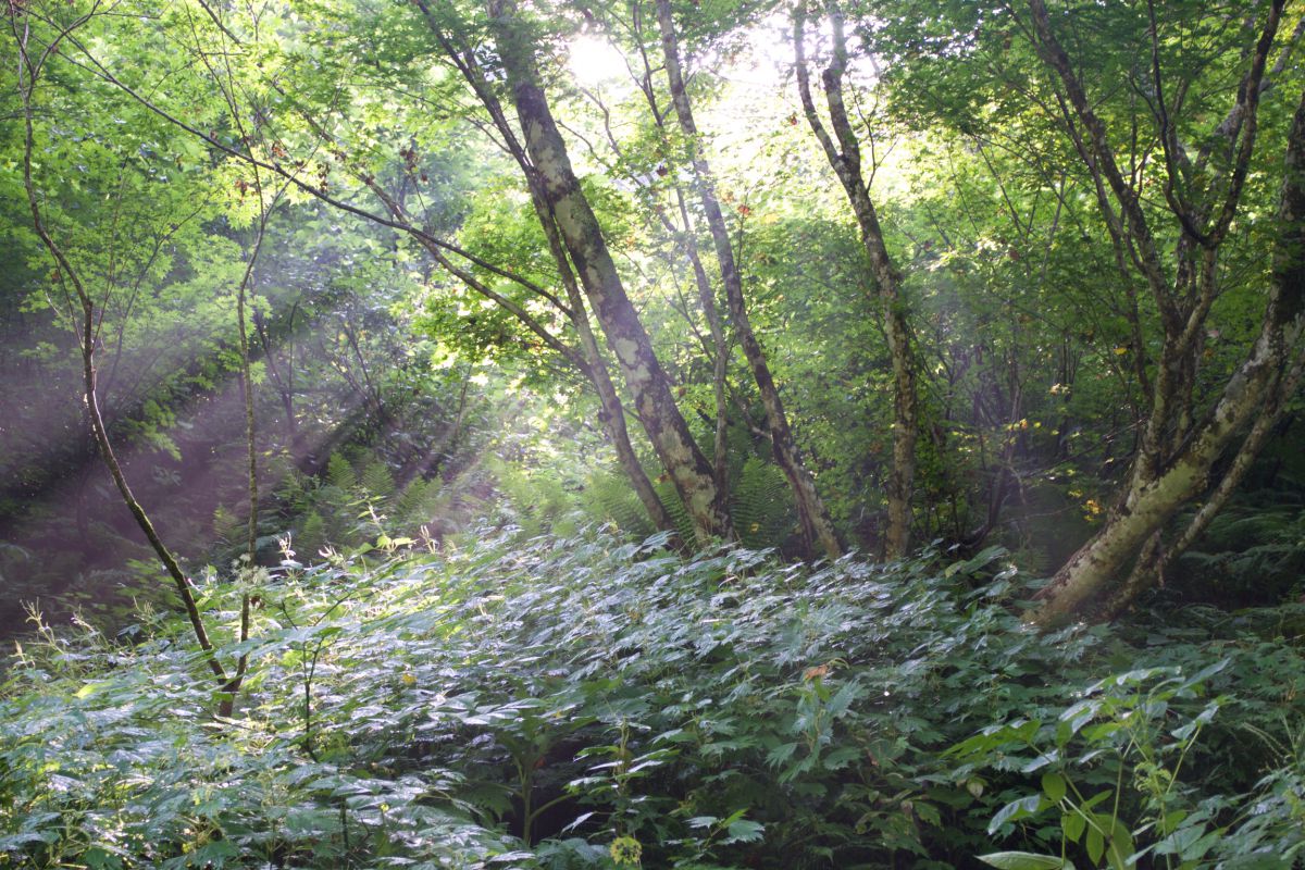 光の雨 自然 風景 森林 Ganref 光の雨 自然 風景 森林 Ganref