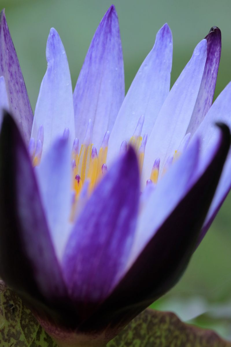 紫式部のめざめ 植物 花 花びら Ganref