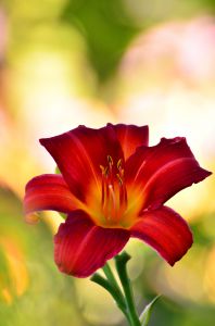 ブラッド リリー 植物 花 花びら Ganref