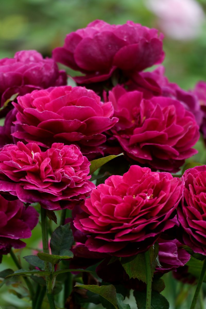 燃えそうなワインレッドの 植物 花 花びら Ganref 燃えそうなワインレッドの 植物 花 花びら Ganref