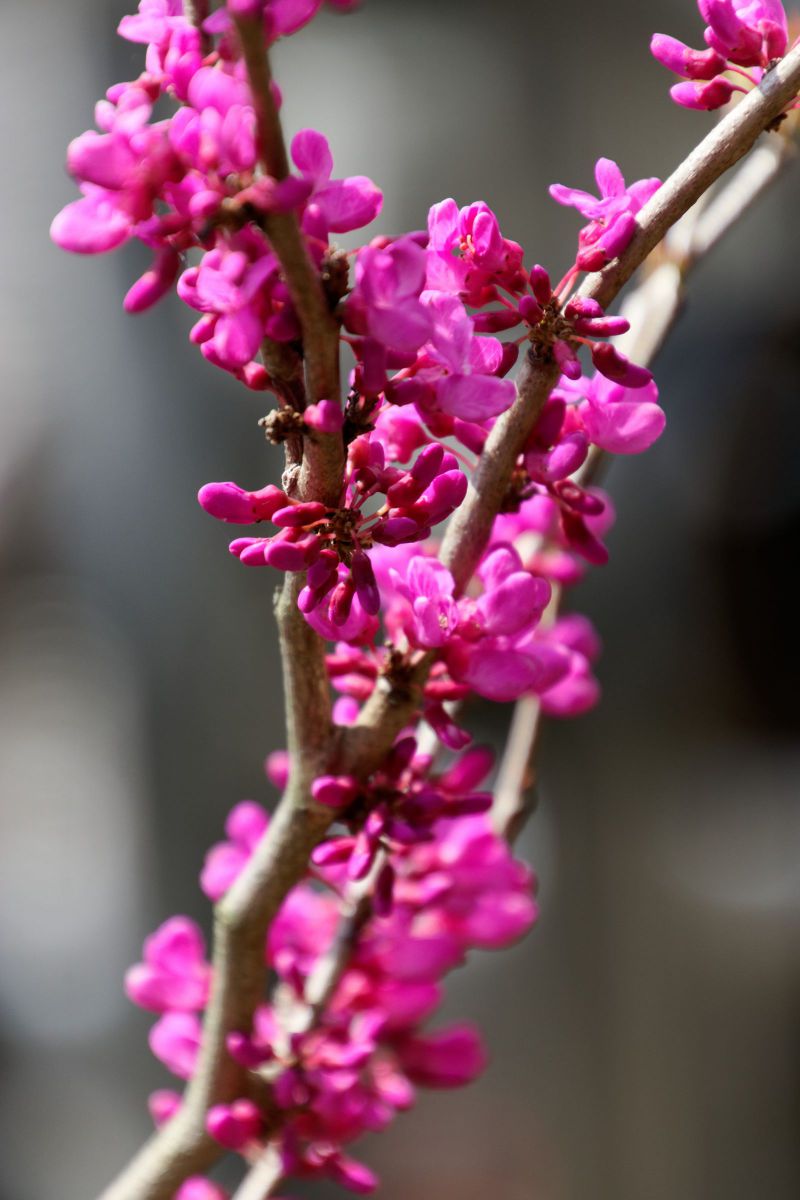 花蘇芳 ハナズオウ 植物 花 花びら Ganref