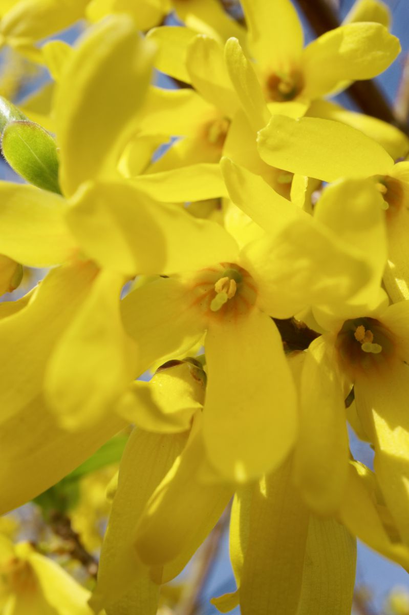 連翹 レンギョウ アップ 植物 花 花びら Ganref