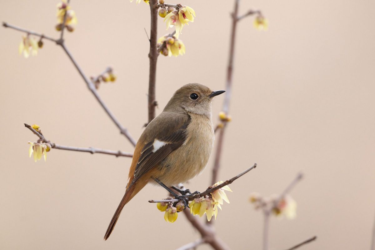 ジョウビタキ GANREF