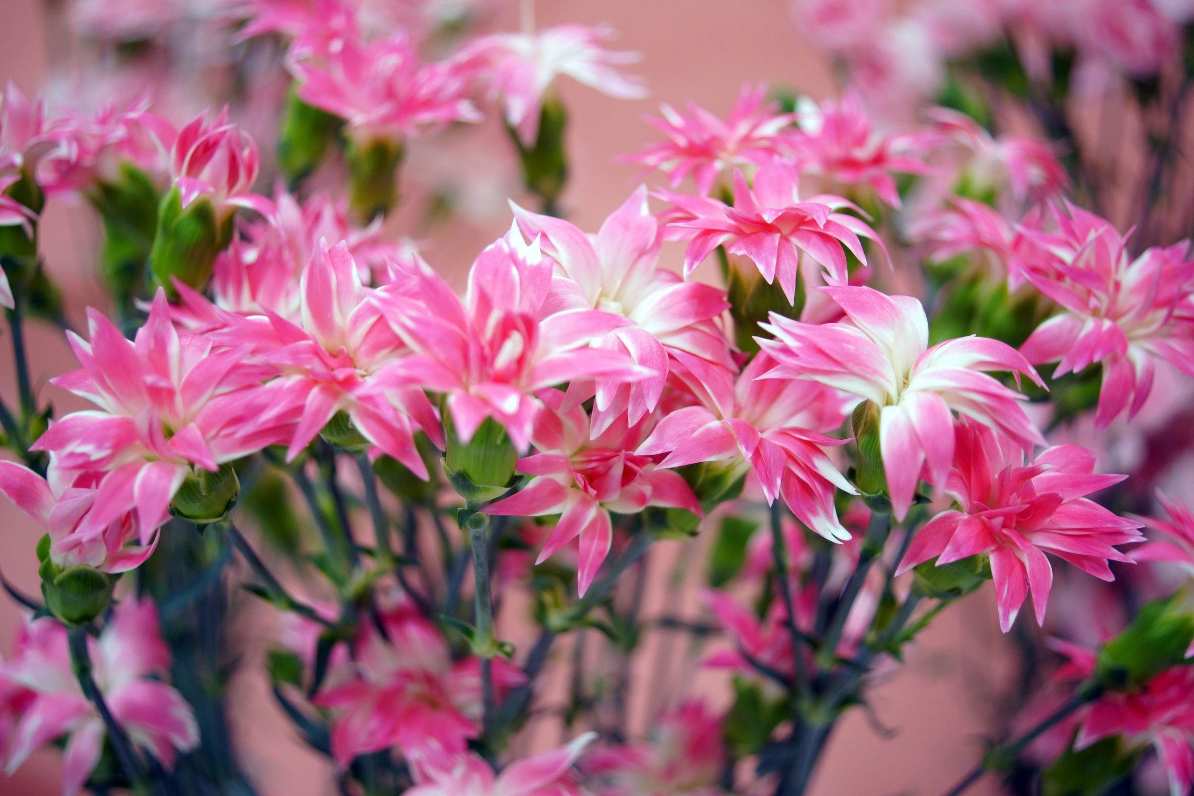 カーネーション (スターチェリー) | GANREF