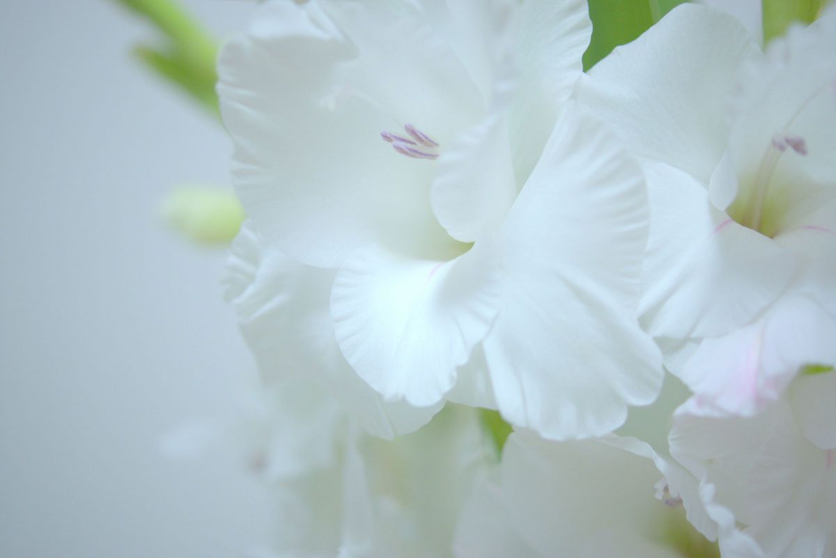 グラジオラス 白 植物 花 花びら Ganref
