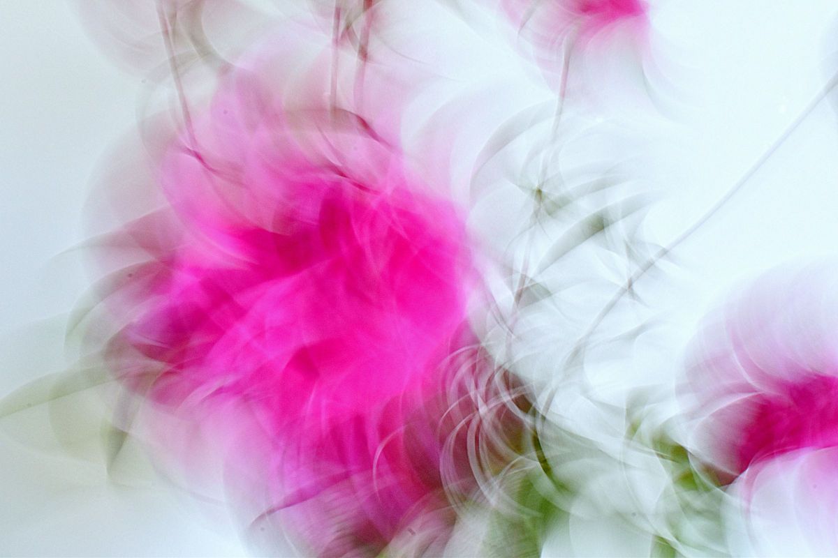 くしゃくしゃしゃくやく GANREF