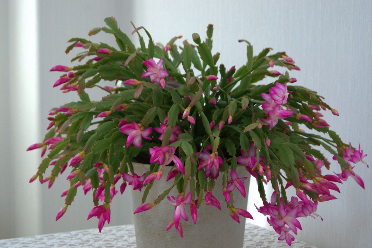 クリスマスカクタス GANREF