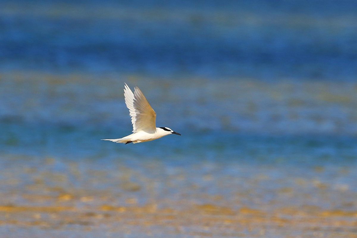 コバルトブルーに白い鳥 動物 鳥類 Ganref