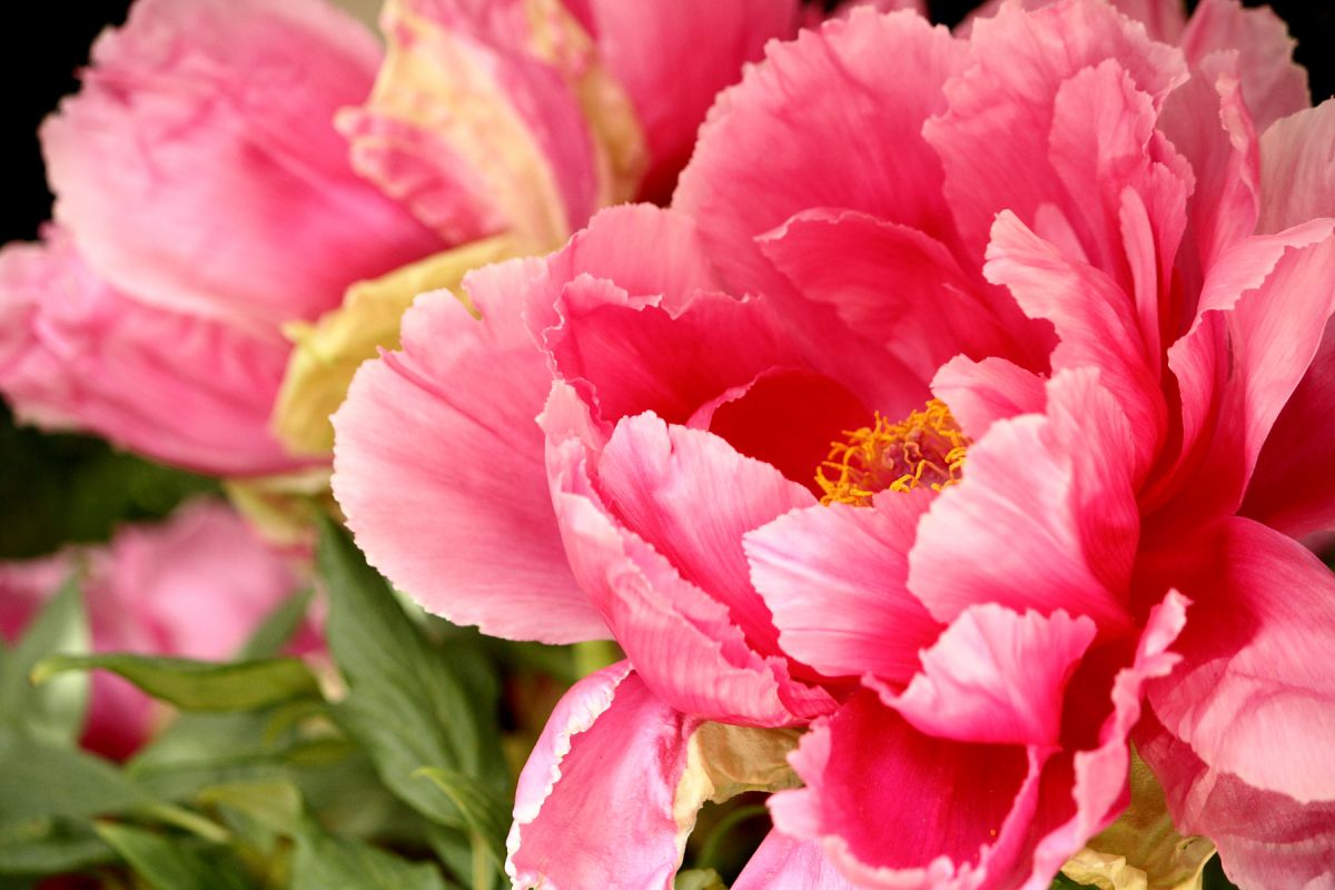 花の王 植物 花 花びら Ganref