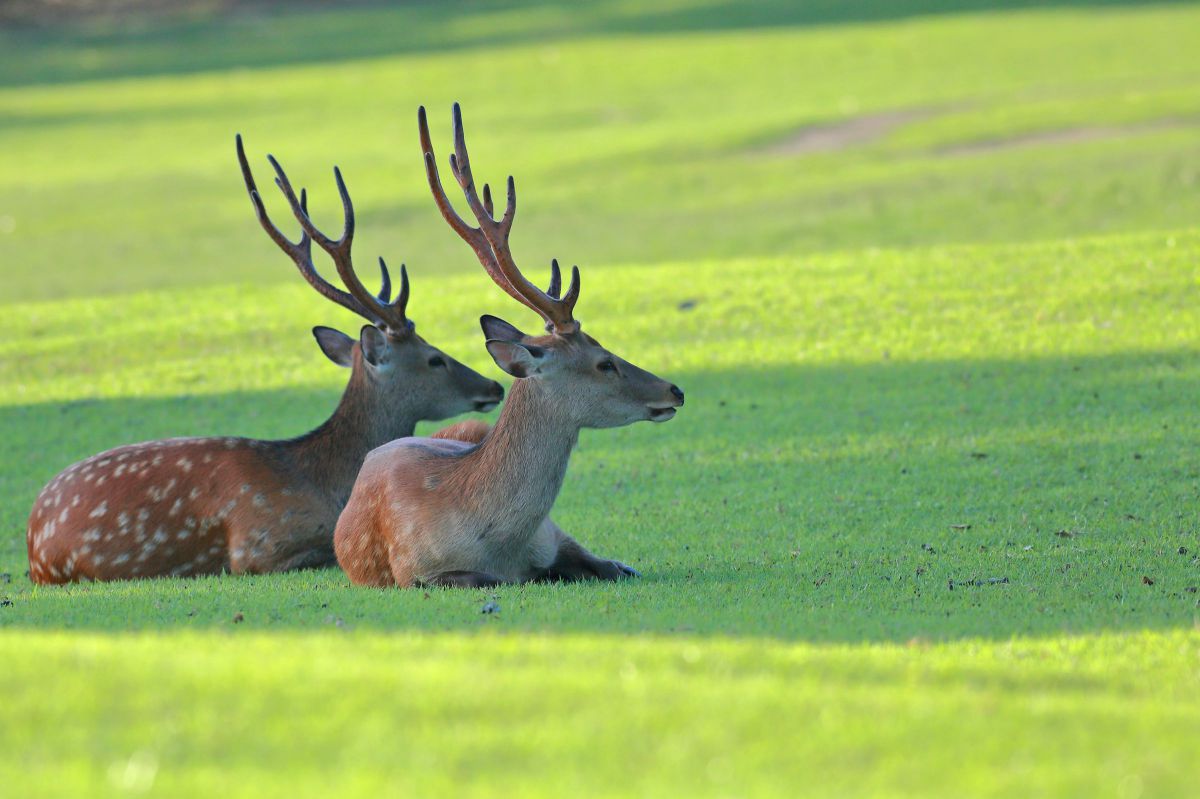 佇む牡鹿 動物 その他の陸の生物 Ganref