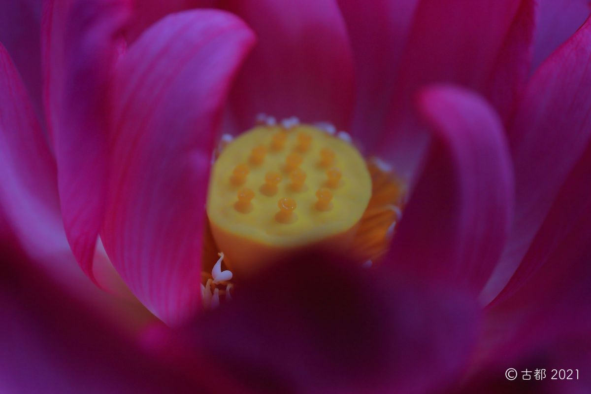 蓮華の白鳥 植物 花 花びら Ganref