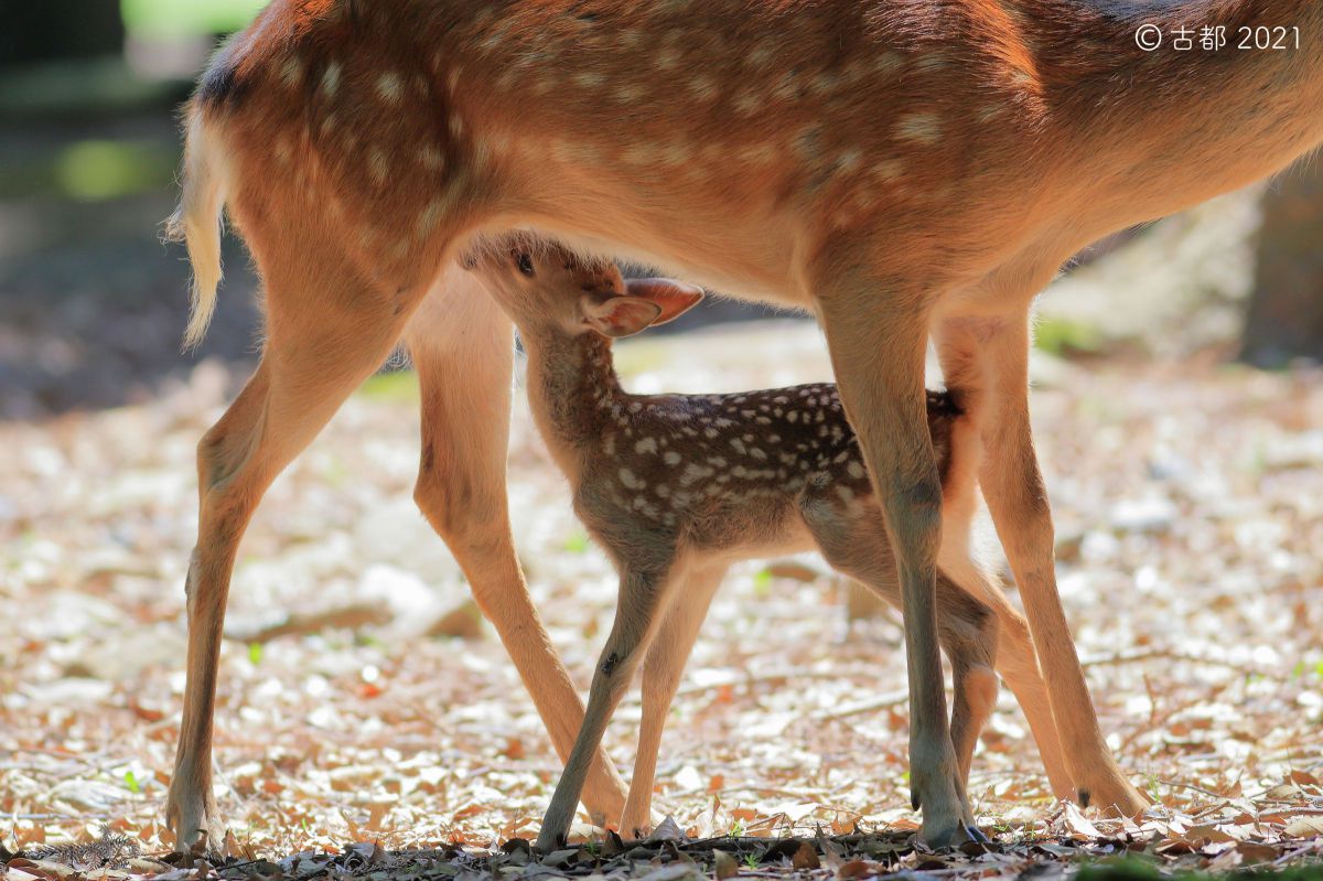 2021奈良公園の子鹿 1 | GANREF