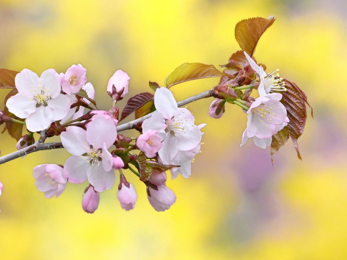 AF-P NIKKOR 70-300mm f/4.5-5.6E ED VRで撮影された写真 | 写真検索