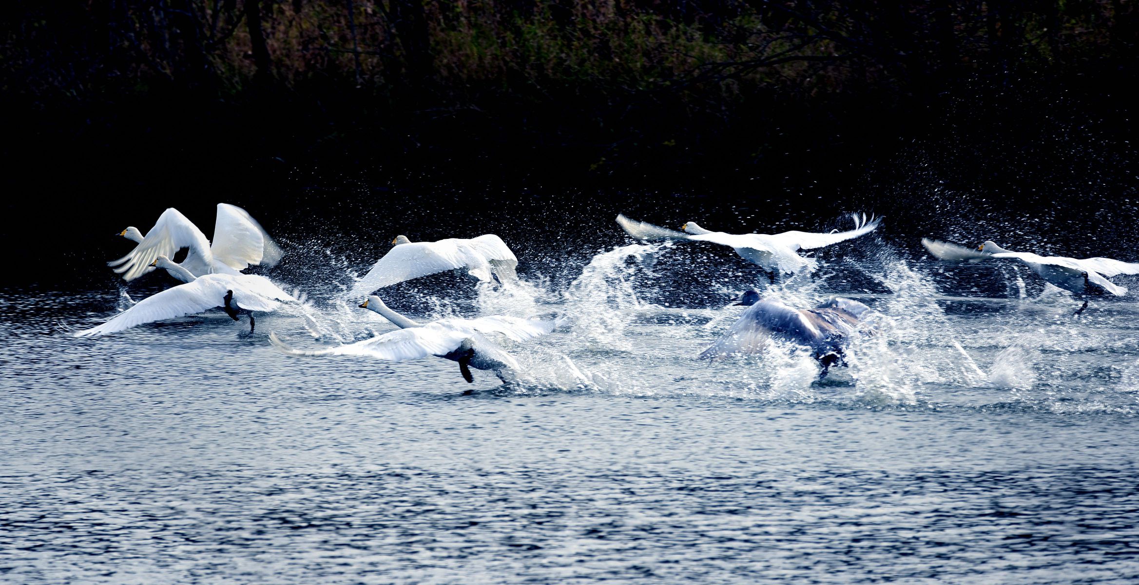 AF-P NIKKOR 70-300mm f/4.5-5.6E ED VRで撮影された写真 | 写真検索