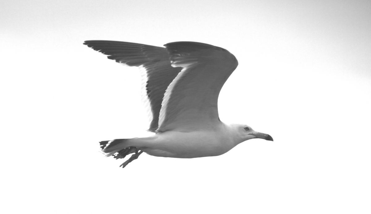 ウミネコ飛ぶ 動物 鳥類 Ganref