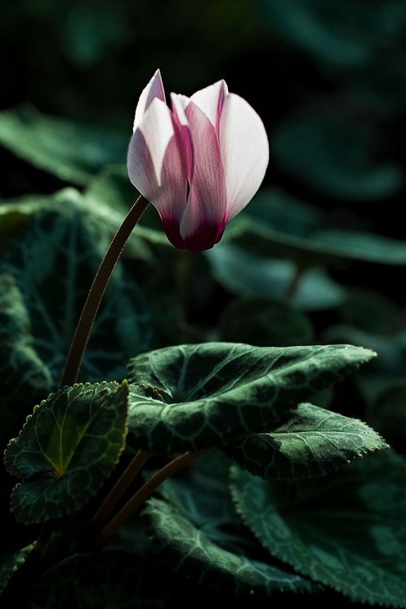 秘すれば花 世阿弥 植物 花 花びら Ganref 秘すれば花 世阿弥 植物 花 花びら Ganref