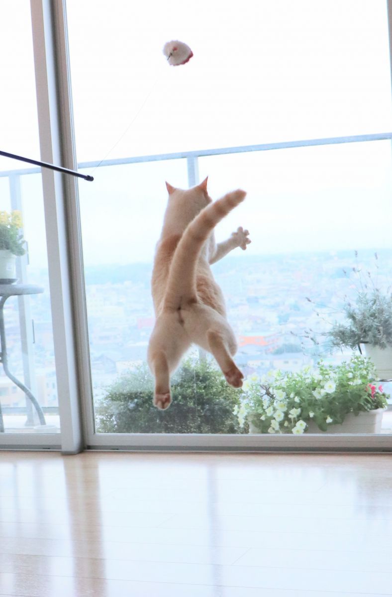 もふケツジャンプ 動物 猫 Ganref