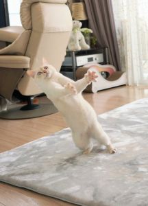 香箱座り 動物 猫 Ganref