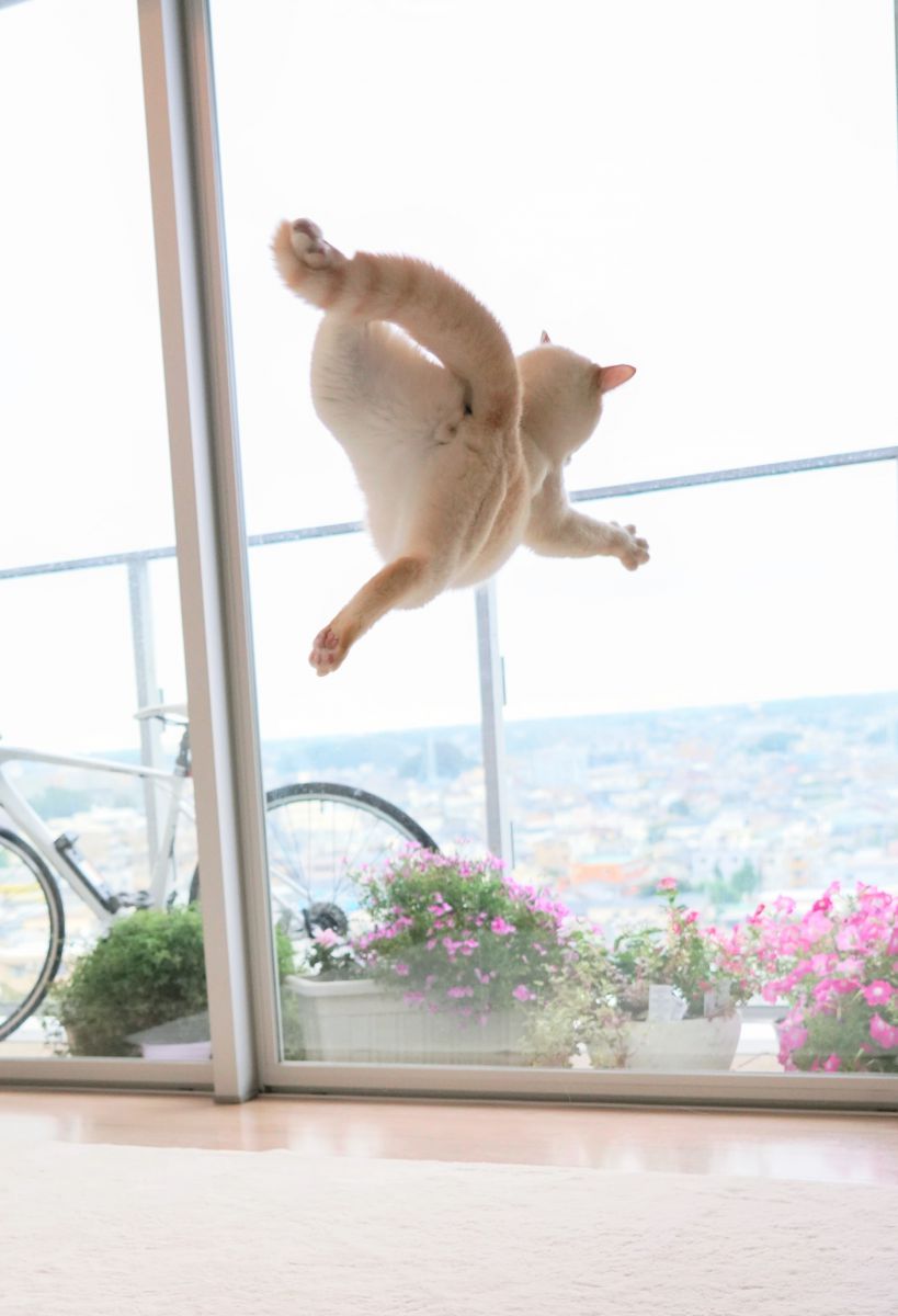 平成最後のジャンプ 動物 猫 Ganref